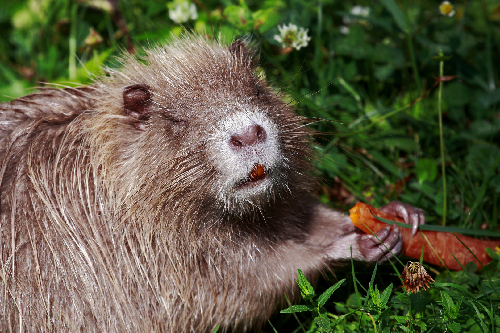 Nutria