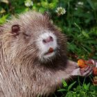 Nutria