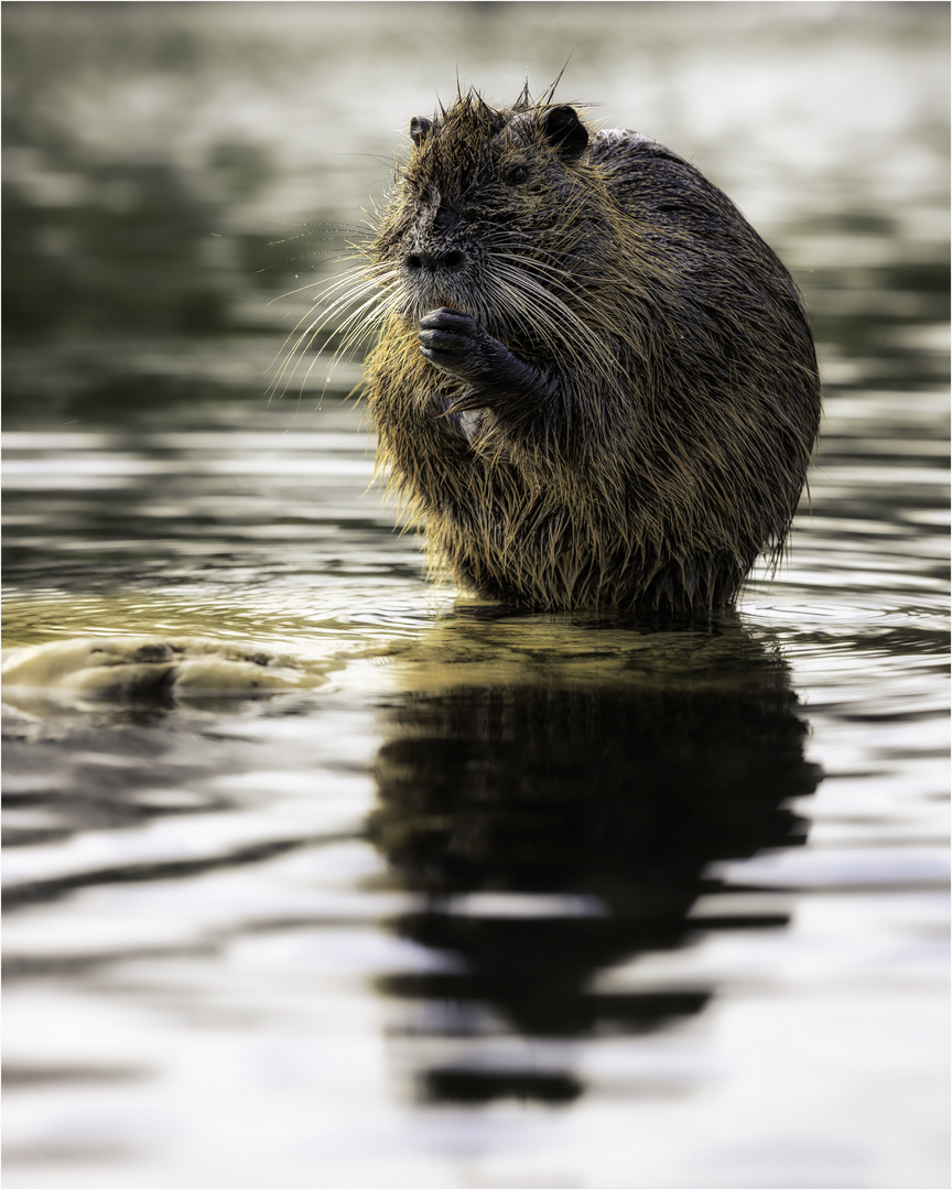 Nutria