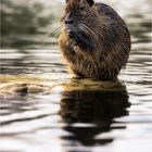 Nutria