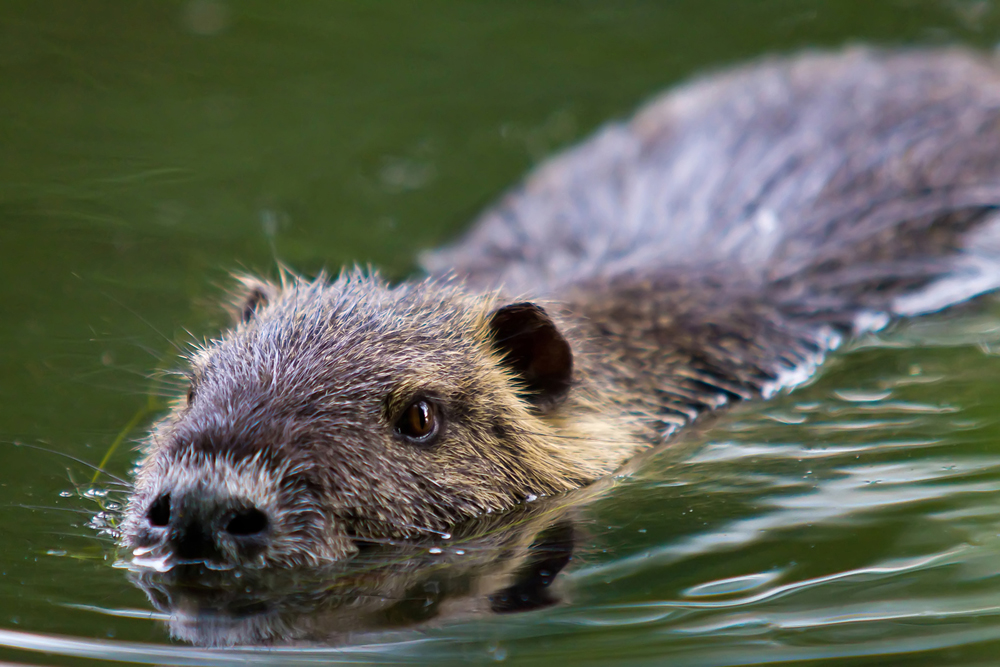 Nutria