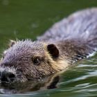 Nutria