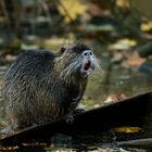 Nutria  ( das )  ein Mitglied der  Stachelratten (Echimyidae)?