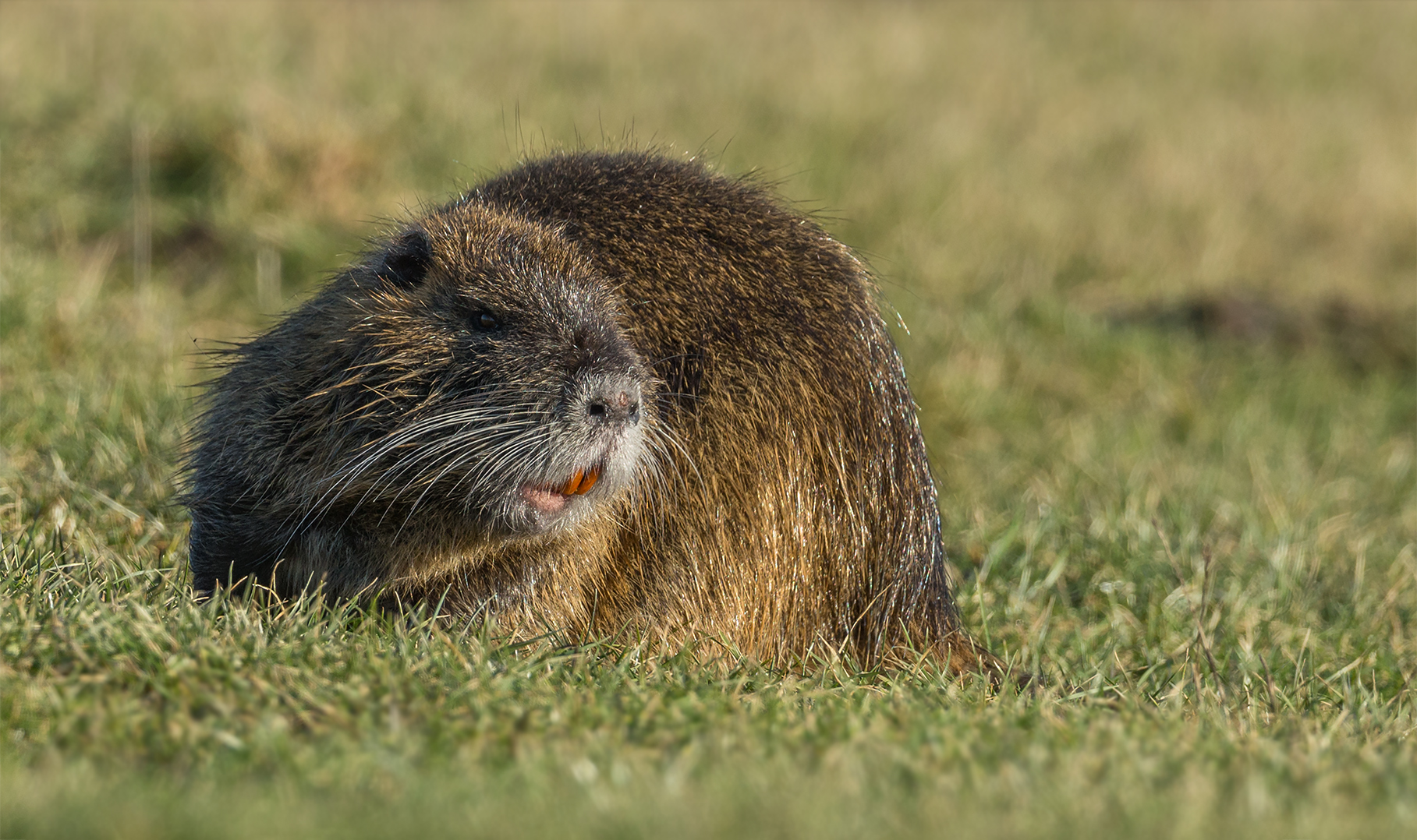 Nutria, das nenne ich mal Zähne