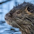 NUTRIA (das voräufig letzte, oder auch nicht) :-)