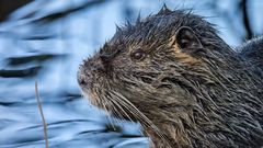 NUTRIA (das voräufig letzte, oder auch nicht) :-)