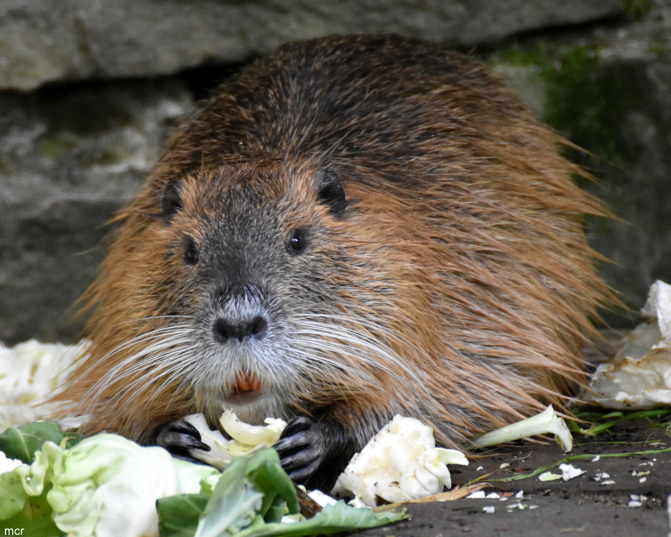 Nutria