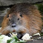 Nutria