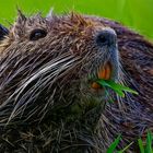 NUTRIA