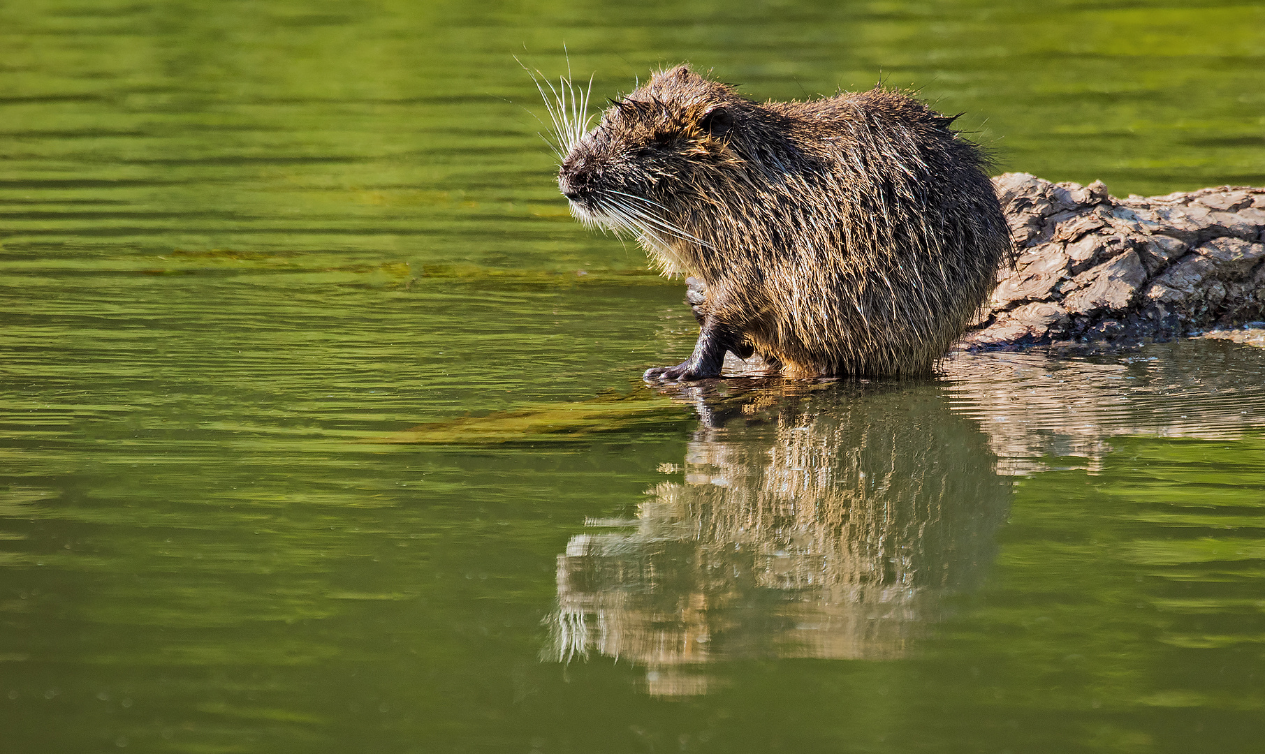 Nutria 