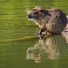 Nutria 