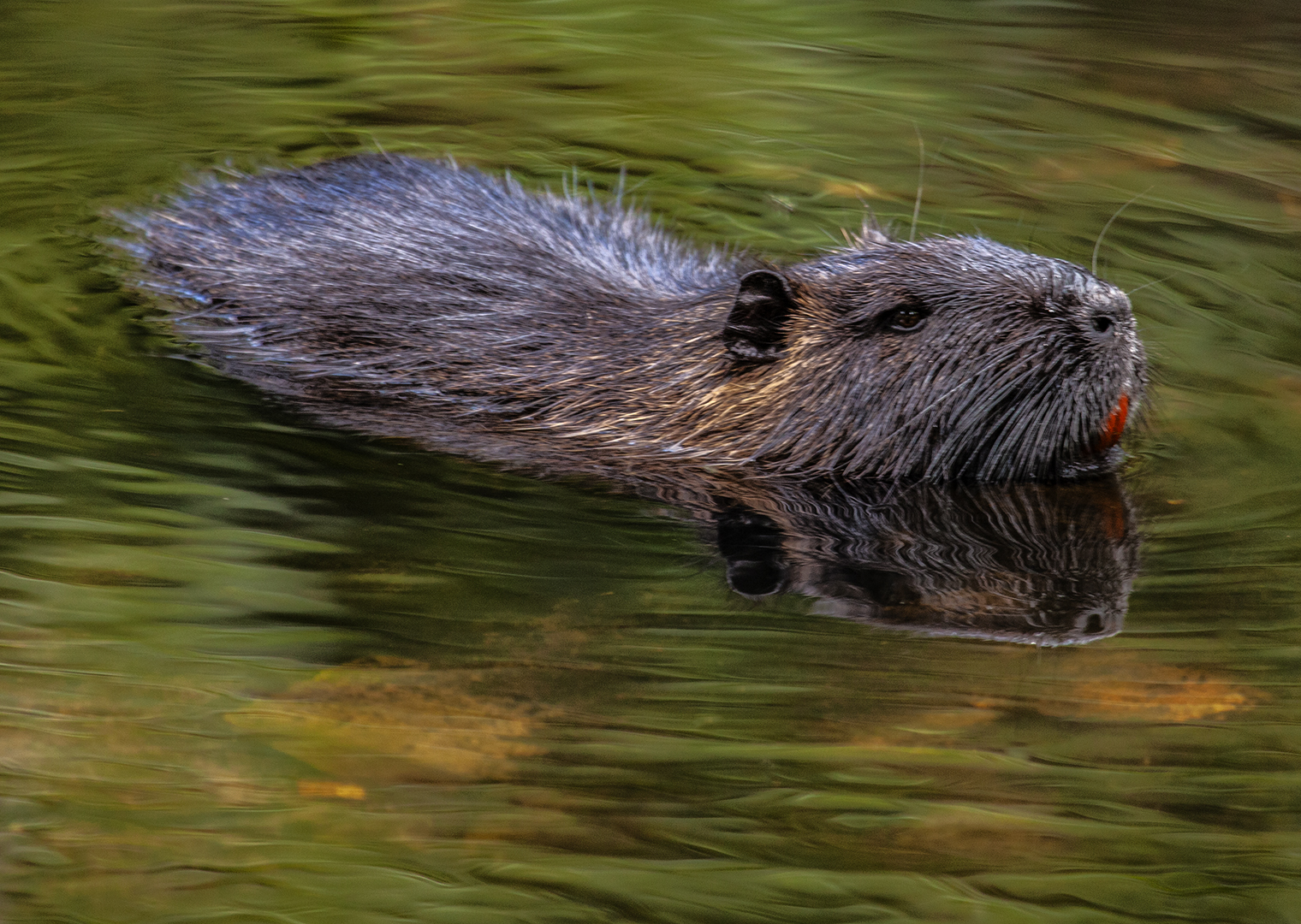 Nutria