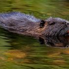 Nutria