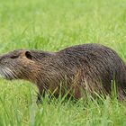 Nutria, der der aus dem Fluss kam...