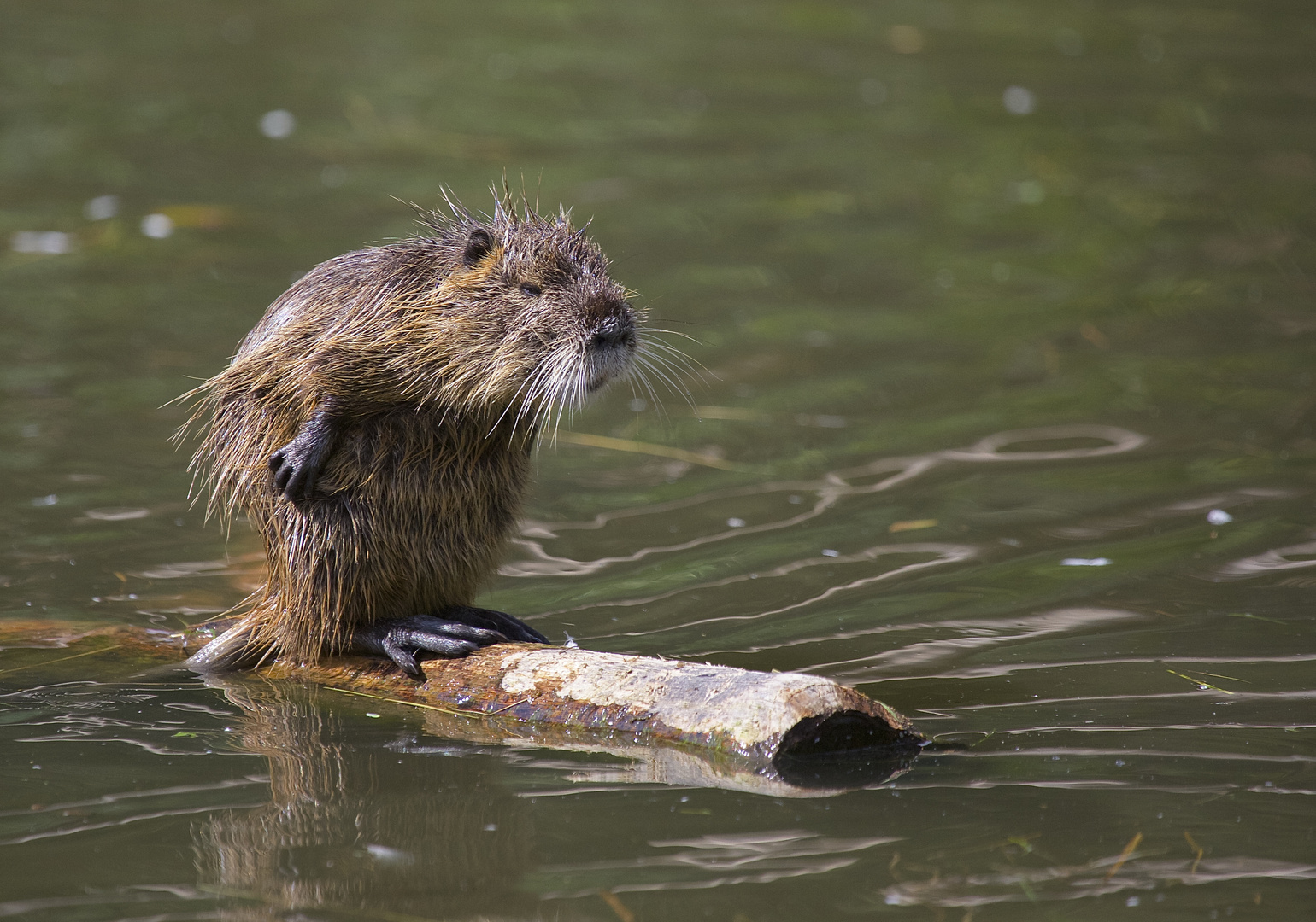 nutria, der sumpfbiber...