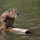 nutria, der sumpfbiber...