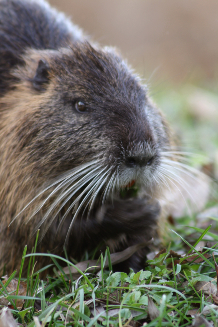 nutria