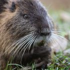 nutria