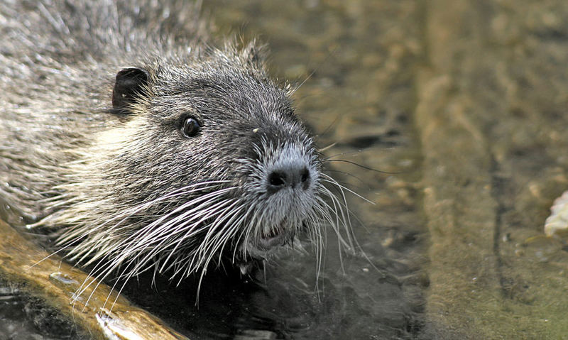 Nutria