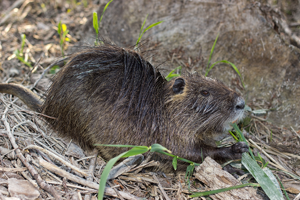 Nutria - die Bieberratte