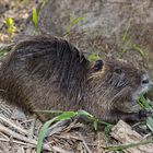 Nutria - die Bieberratte