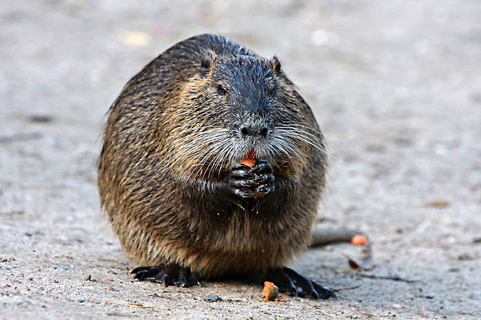 Nutria die zweite