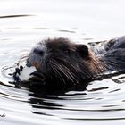 Nutria Düsseldorfer Südpark