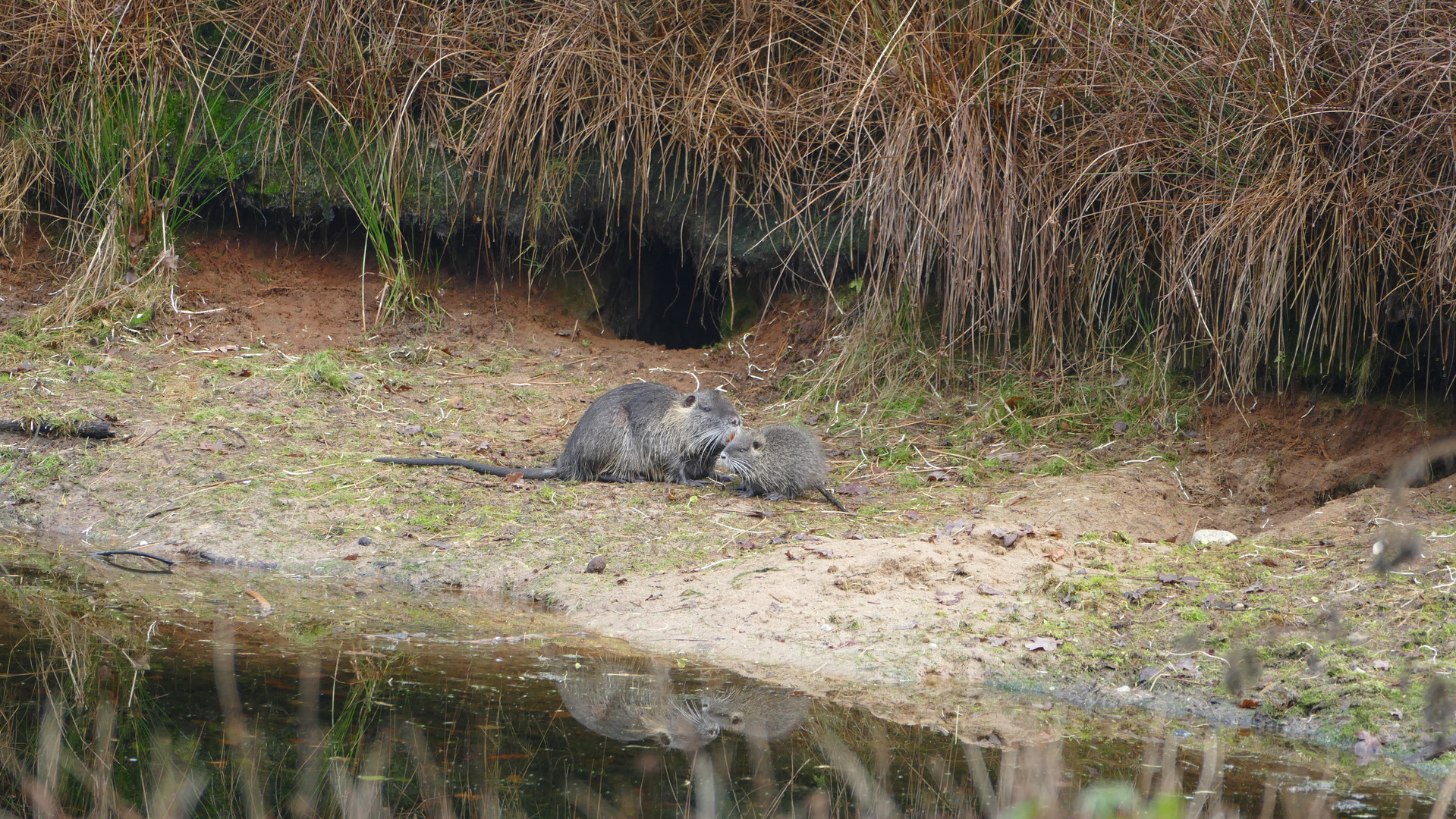 Nutria