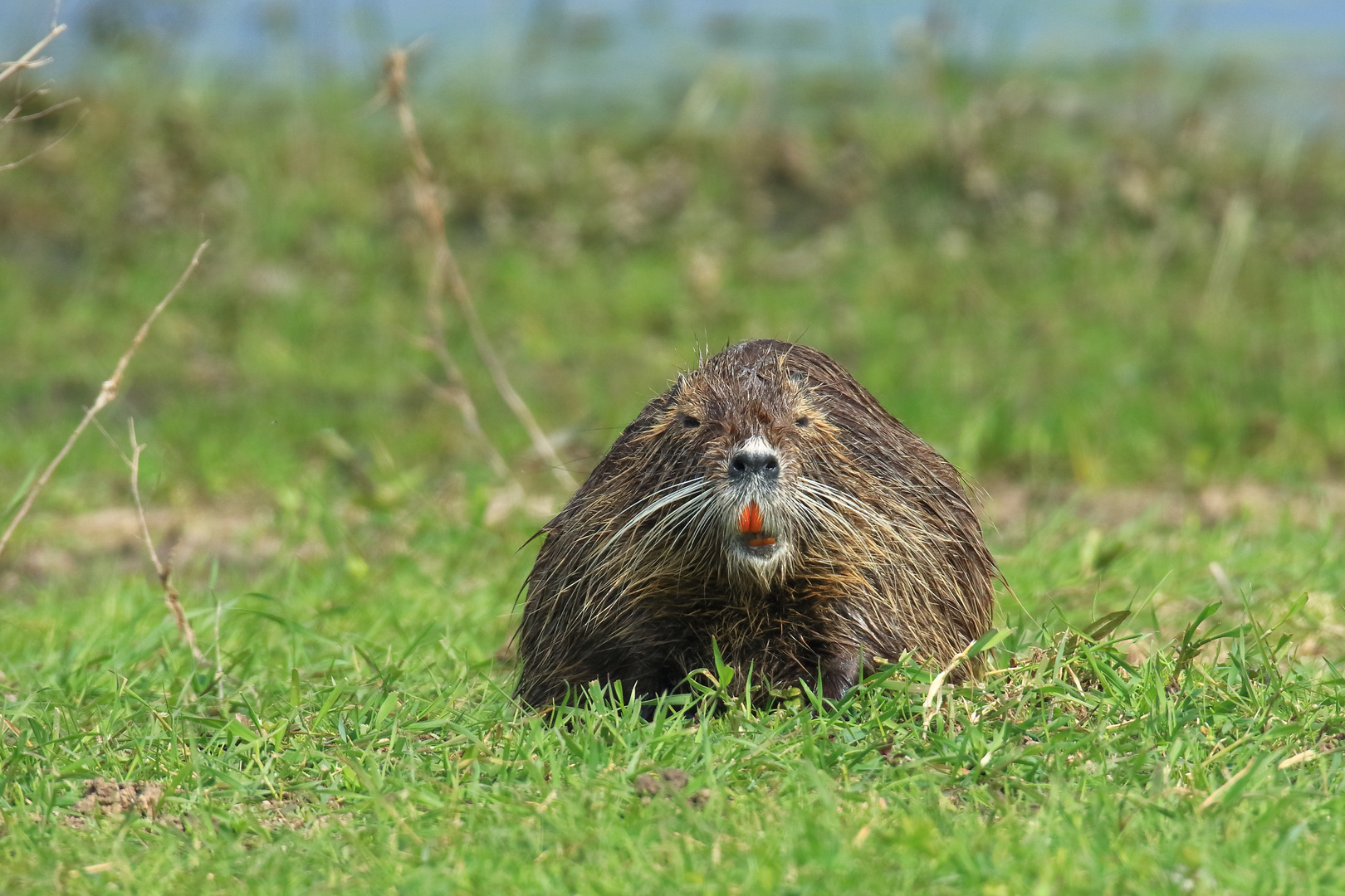 Nutria