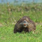 Nutria