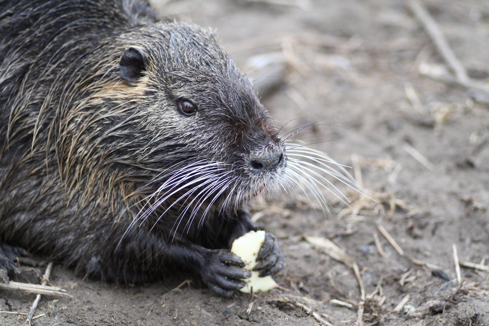 Nutria