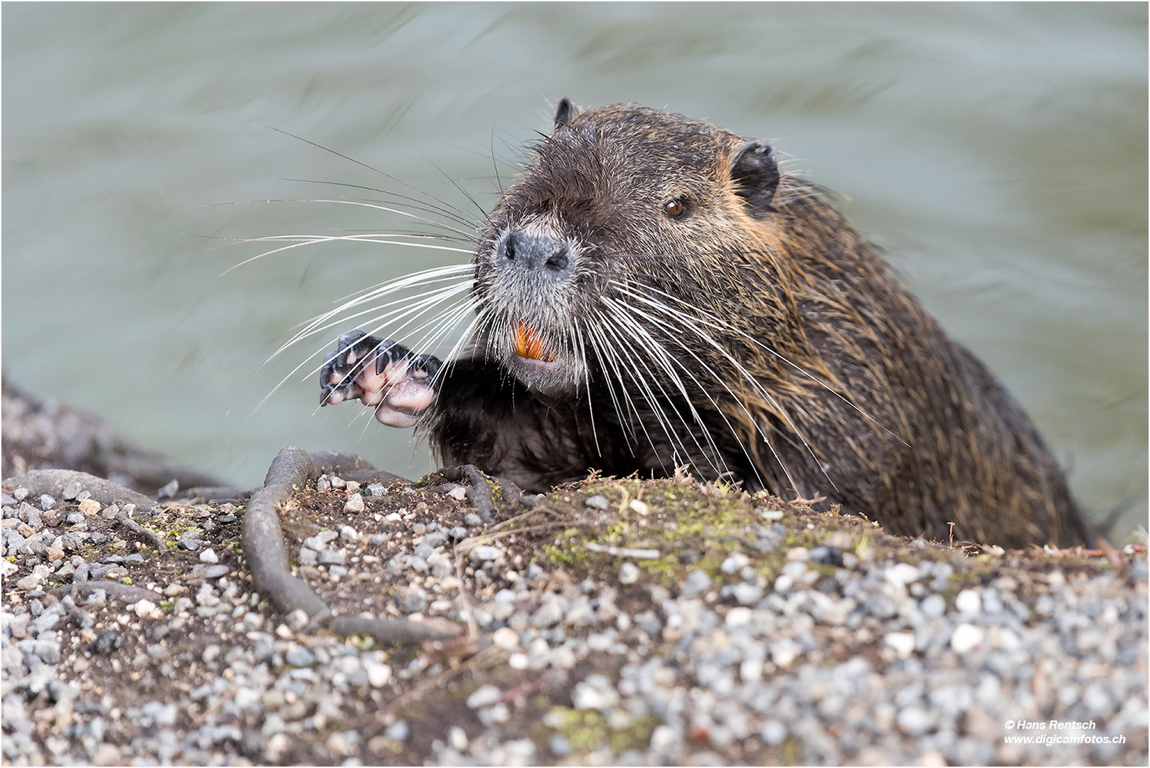 Nutria