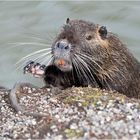 Nutria