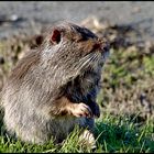 nutria