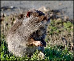 nutria