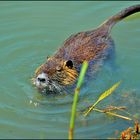 Nutria