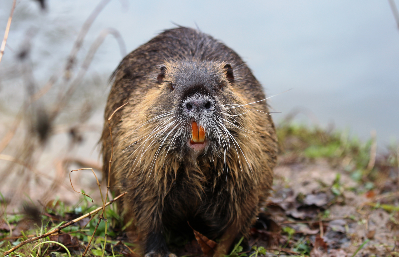 Nutria