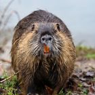 Nutria