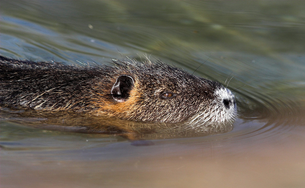 Nutria