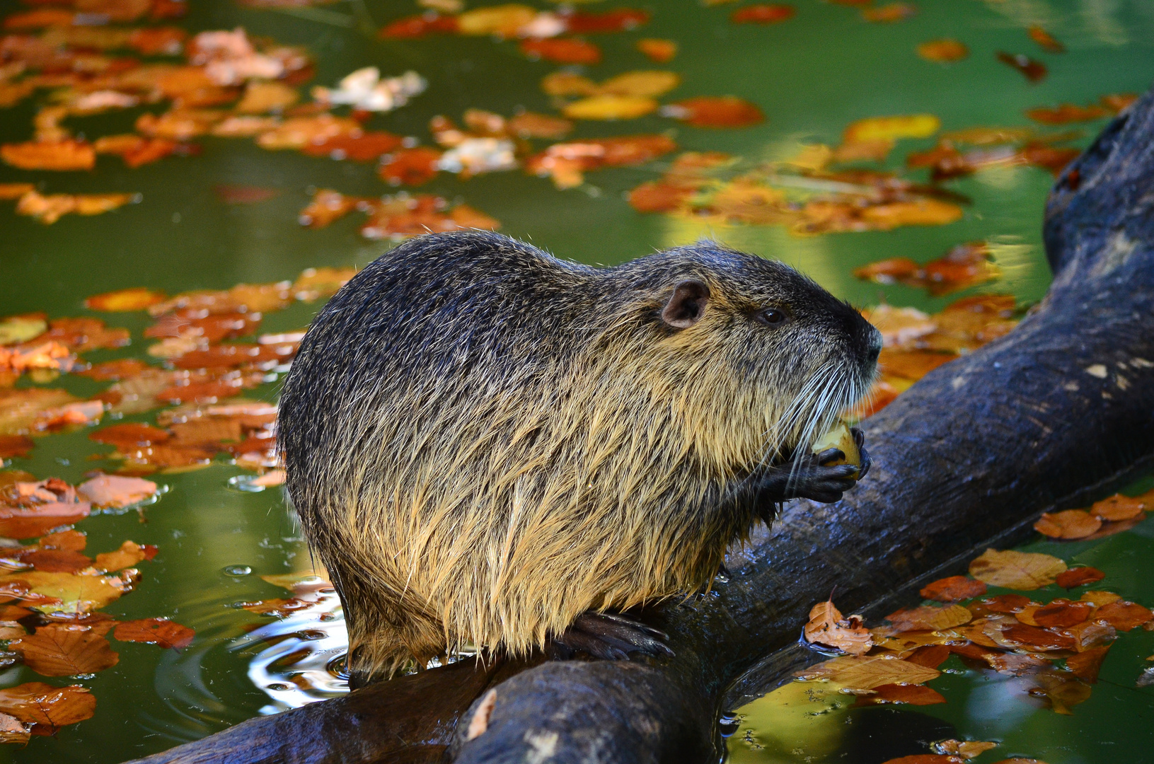 Nutria