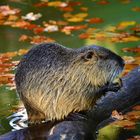 Nutria