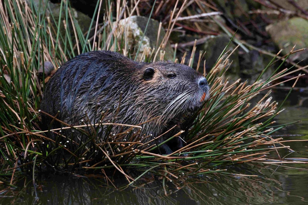 Nutria