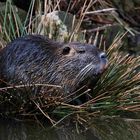 Nutria