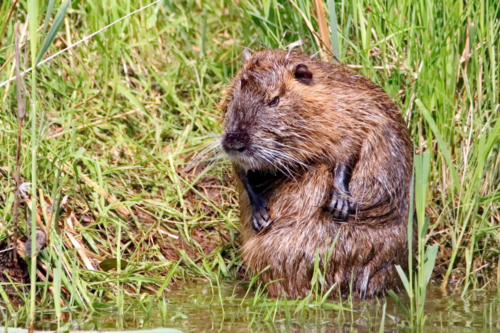 Nutria