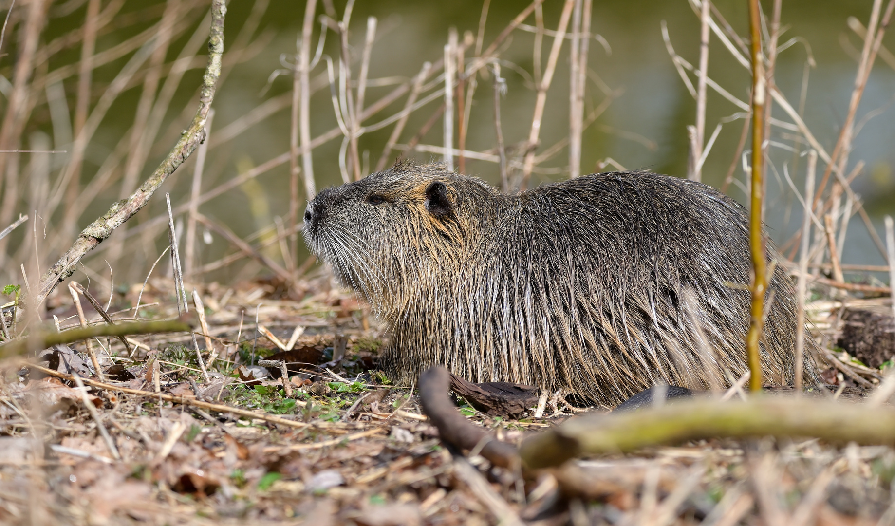 Nutria...