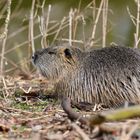 Nutria...