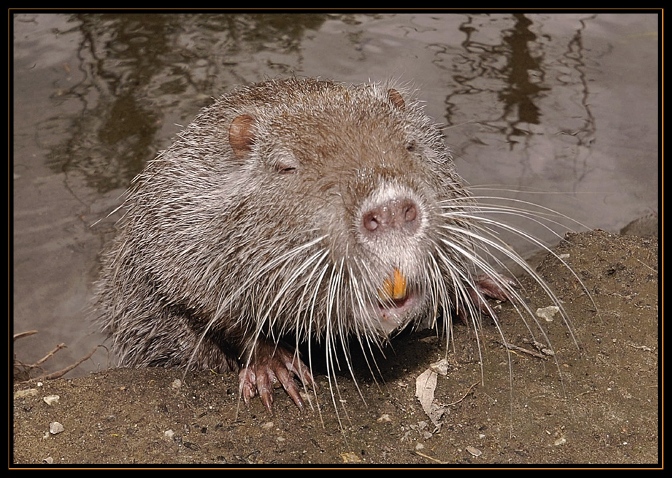 Nutria