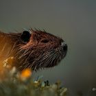 Nutria