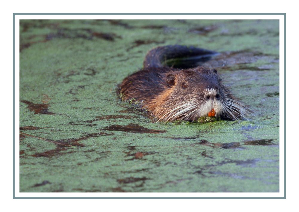 Nutria