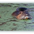 Nutria